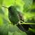 Copper-rumped Hummingbird